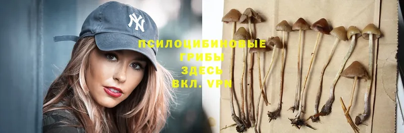 Псилоцибиновые грибы Cubensis  купить закладку  Трубчевск 